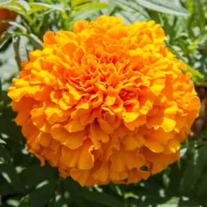 Orange Marigold Plants - 4 Pack - 3-5 Inch - Vibrant Orange Flowers