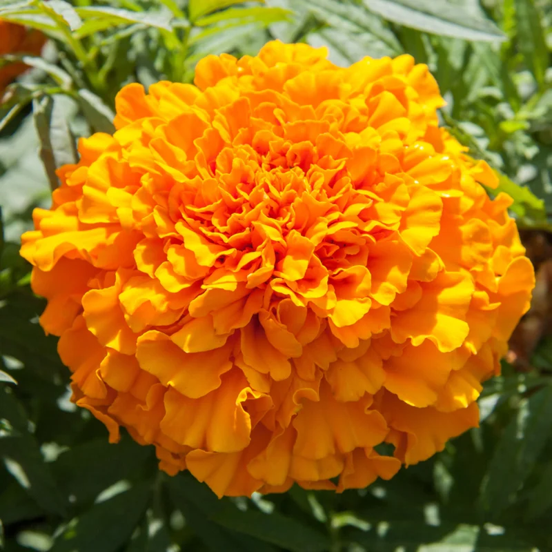 Orange Marigold Plants - 4 Pack - 3-5 Inch - Vibrant Orange Flowers