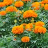 Orange Marigold Plants - 2 Pack - 3-5 Inch Potted Flowers