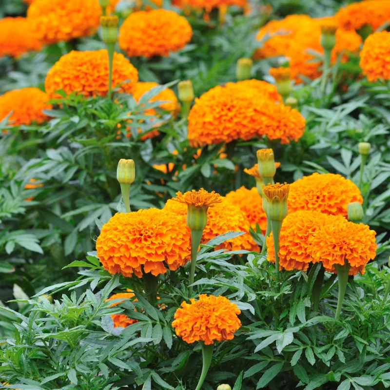 Orange Marigold Plants - 2 Pack - 3-5 Inch Potted Flowers