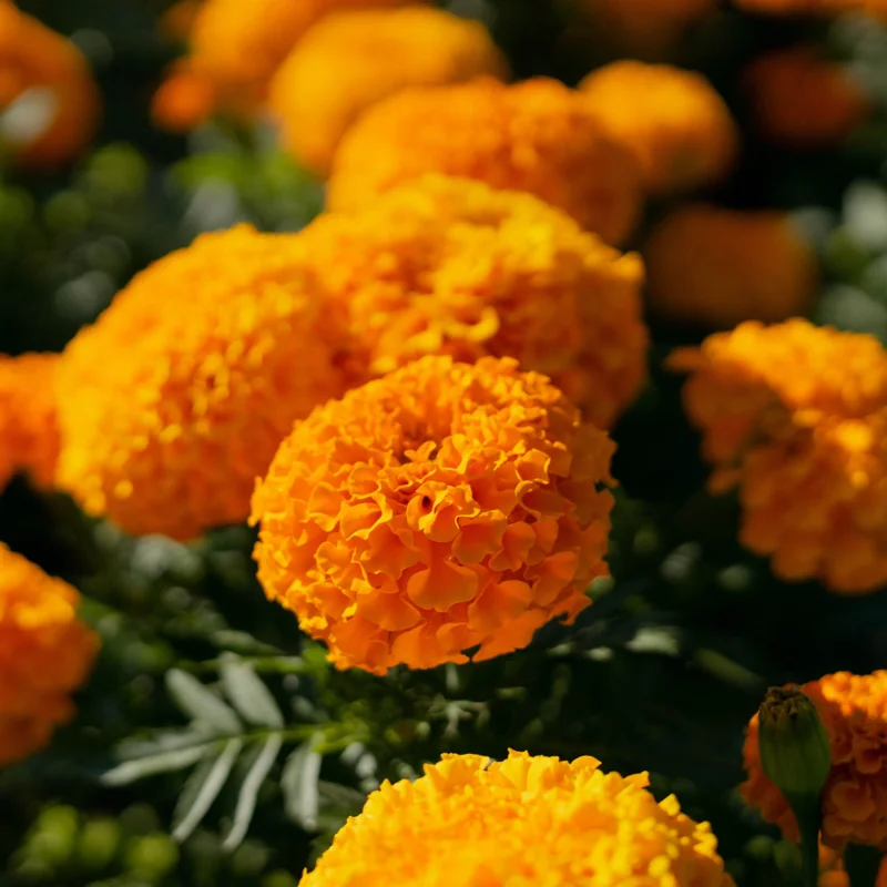 Orange Marigold Plants - 2 Pack - 3-5 Inch Potted Flowers
