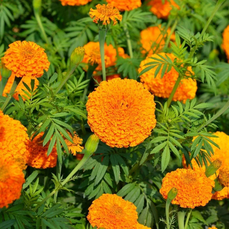 Orange Marigold Plants - 2 Pack - 3-5 Inch Potted Flowers