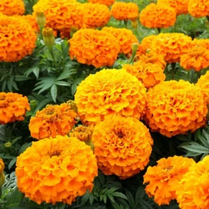 Orange Marigold Plants - 2 Pack - 3-5 Inch Potted Flowers