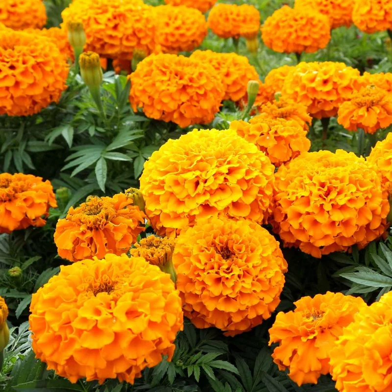 Orange Marigold Plants - 2 Pack - 3-5 Inch Potted Flowers