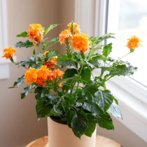 Orange Crossandra Flower Plants 3-5 Inch, Vibrant Blooms
