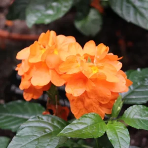 Orange Crossandra Flower Plants 3-5 Inch, Vibrant Blooms