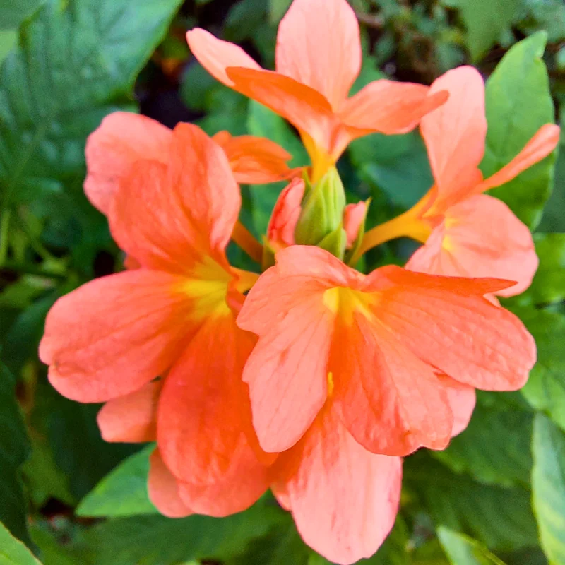 Orange Crossandra Flower Plants - 4 Pack - 3-5 Inch - Vibrant Orange Blooms