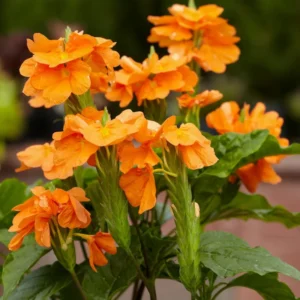 Orange Crossandra Flower Plants - 4 Pack - 3-5 Inch - Vibrant Orange Blooms