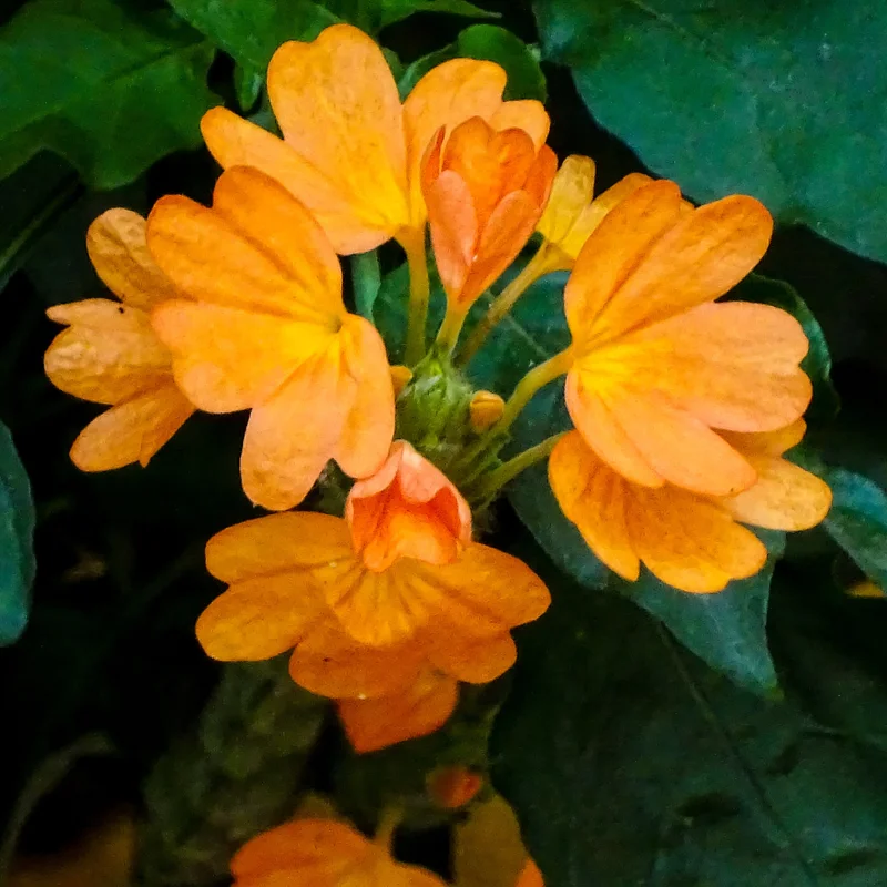 Orange Crossandra Flower Plants - 4 Pack - 3-5 Inch - Vibrant Orange Blooms