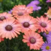 Orange Purple African Daisy Plants - 3-5 Inch Potted Flowers