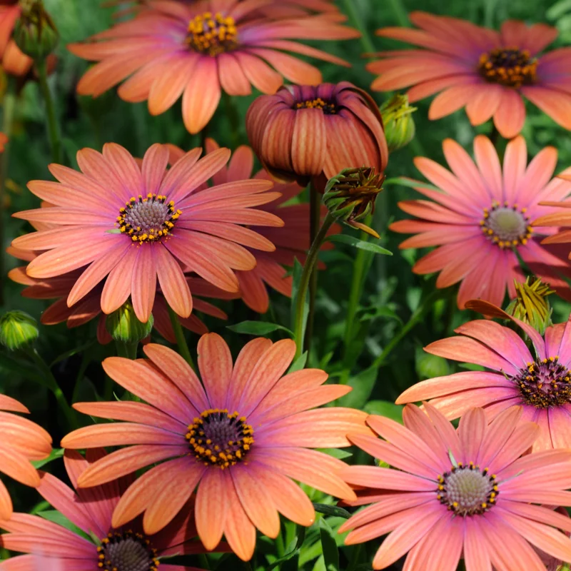 Orange Purple African Daisy Plants - 3-5 Inch Potted Flowers