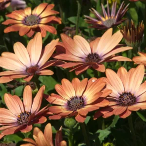 Orange Purple African Daisy Plants - 3-5 Inch Potted Flowers