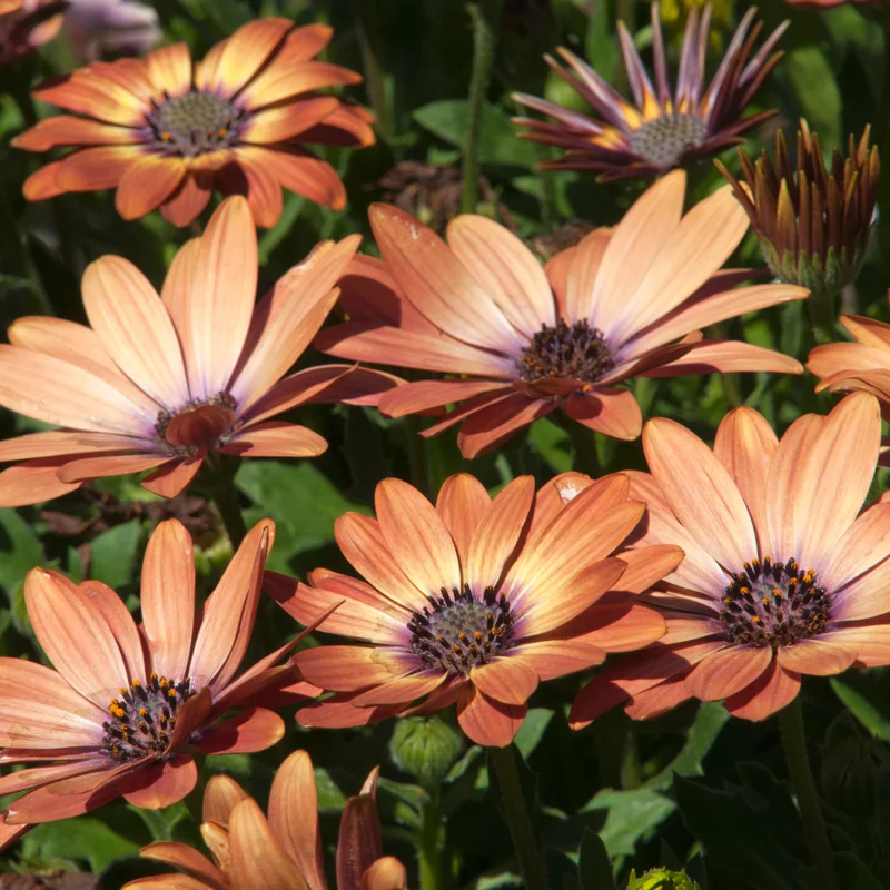 Orange Purple African Daisy Plants - 3-5 Inch Potted Flowers