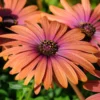 African Daisy Plants - 4 Orange Purple Flowers - 3-4 Inch Potted
