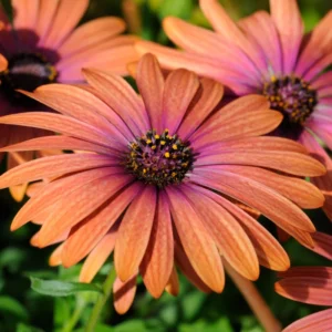 African Daisy Plants - 4 Orange Purple Flowers - 3-4 Inch Potted