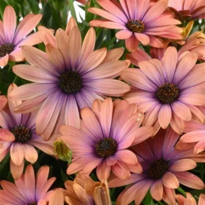 African Daisy Plants - 4 Orange Purple Flowers - 3-4 Inch Potted