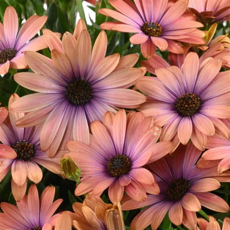 African Daisy Plants - 4 Orange Purple Flowers - 3-4 Inch Potted