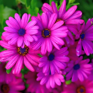 Purple African Daisy Plant - 4 Pack - 3-4 Inches - Vibrant Color