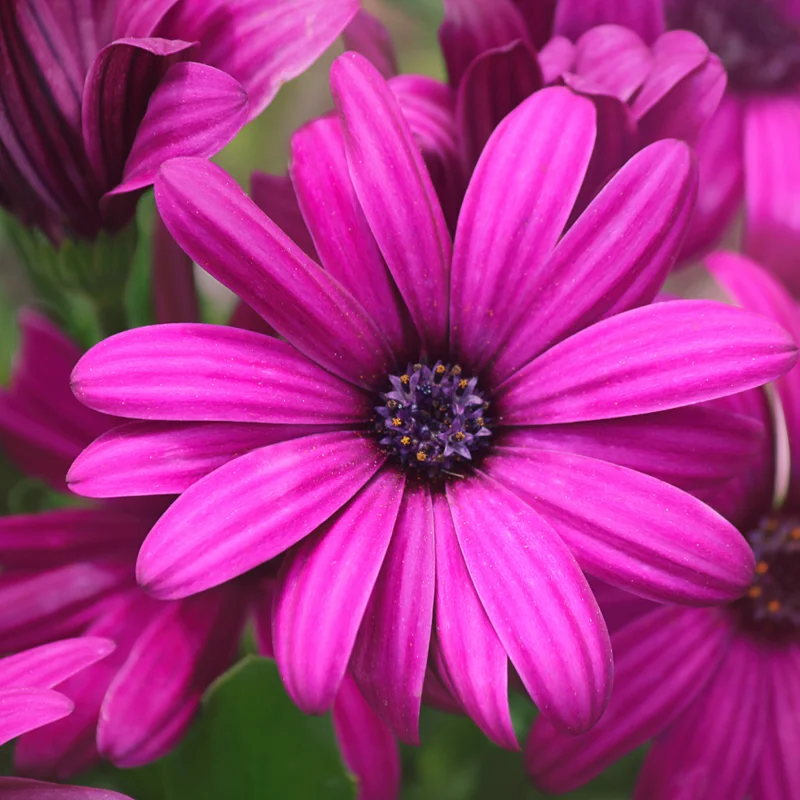 Purple African Daisy Plant - 4 Pack - 3-4 Inches - Vibrant Color