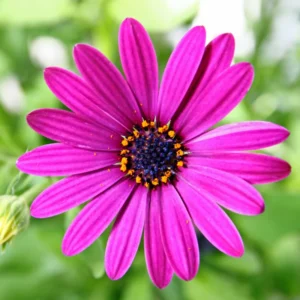 Purple African Daisy Plant - 4 Pack - 3-4 Inches - Vibrant Color