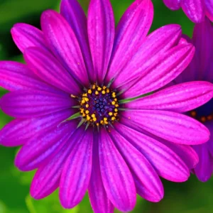 Purple African Daisy Plant 3 Inches - Osteospermum - Vibrant Purple Flowers
