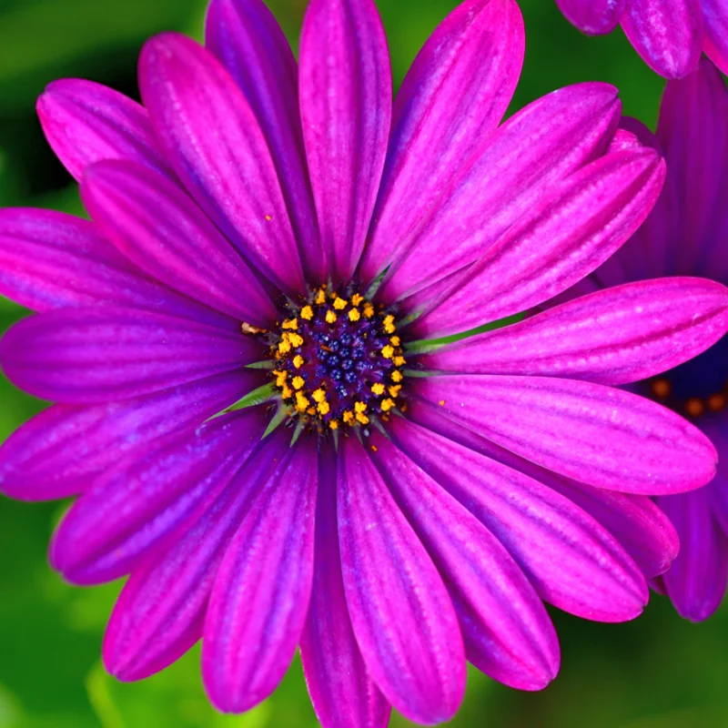 Purple African Daisy Plant 3 Inches - Osteospermum - Vibrant Purple Flowers