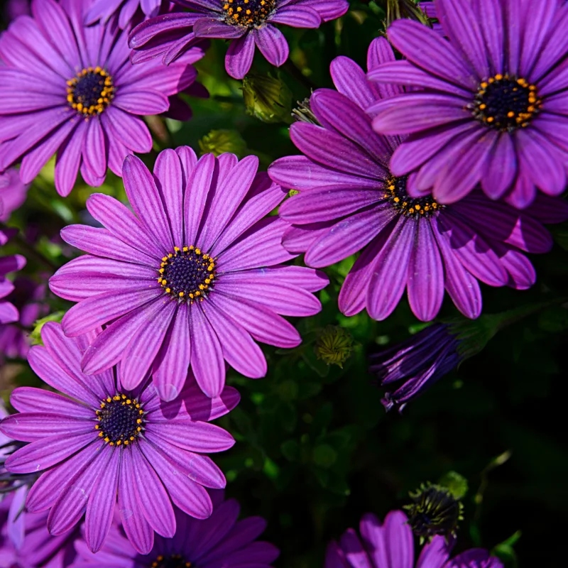 Purple African Daisy Plant 3 Inches - Osteospermum - Vibrant Purple Flowers