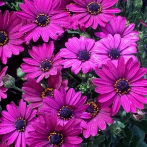 Purple African Daisy Plant 3 Inches - Osteospermum - Vibrant Purple Flowers