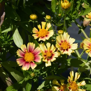 Sunset Coreopsis Plants - 2 Tickseed Plants - 3-4 Inches - Garden Flowers