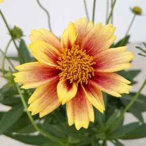 Sunset Coreopsis Plants - Tickseed Plant - 4 Pack - Garden Flowers