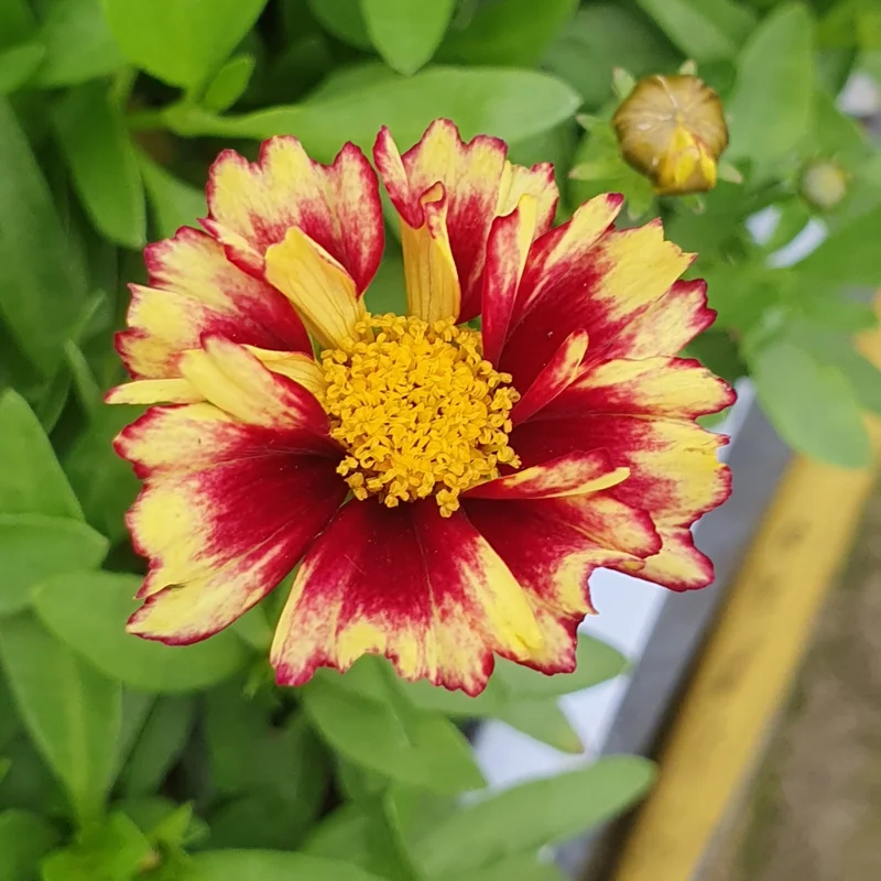 Sunset Coreopsis Plants - 2 Tickseed Plants - 3-4 Inches - Garden Flowers
