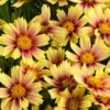 Sunset Coreopsis Plants - Tickseed Plant - 4 Pack - Garden Flowers