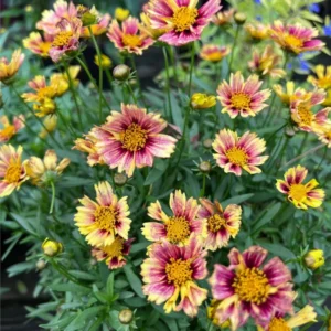 Sunset Coreopsis Plants - Tickseed Plant - 4 Pack - Garden Flowers