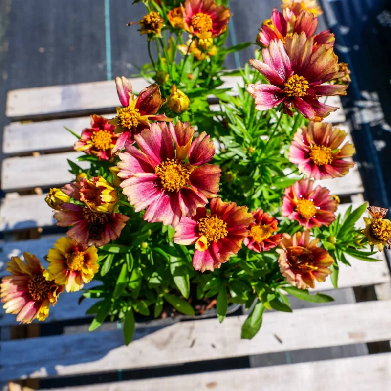 Sunset Coreopsis Plants - 2 Tickseed Plants - 3-4 Inches - Garden Flowers