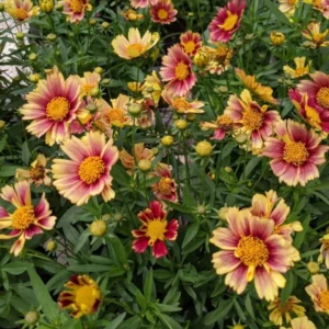 Sunset Coreopsis Plants - 2 Tickseed Plants - 3-4 Inches - Garden Flowers