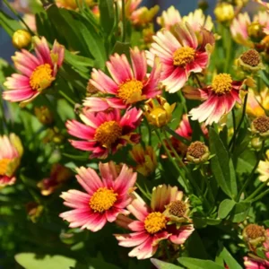 Sunset Coreopsis Plants - Tickseed Plant - 4 Pack - Garden Flowers
