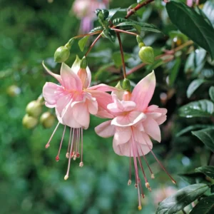 Fuchsia Plants - 4 Pack Fuchsia Plants 3-5 Inches - Garden Ready