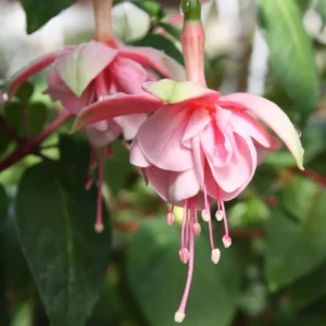 Fuchsia Plants - 4 Pack Fuchsia Plants 3-5 Inches - Garden Ready