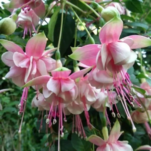 Trailing Fuchsia Plants - 2 Southgate Variety - 3-5 Inch Starter Plants