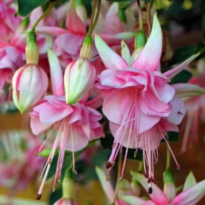 Trailing Fuchsia Plants - 2 Southgate Variety - 3-5 Inch Starter Plants