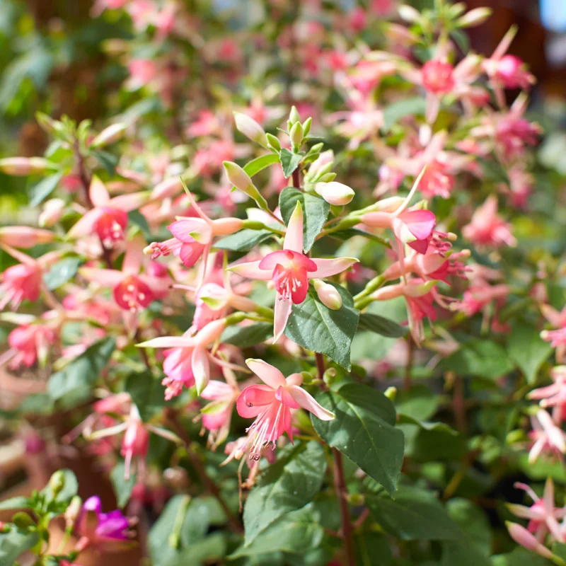 Fuchsia Plants - 4 Pack Fuchsia Plants 3-5 Inches - Garden Ready