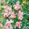 Trailing Fuchsia Plants - 2 Southgate Variety - 3-5 Inch Starter Plants