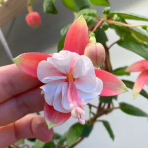 Trailing Fuchsia Plants - 2 Southgate Variety - 3-5 Inch Starter Plants