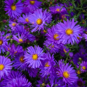 Purple Blue Aster Plants 4-Pack 3-4 Inches Fall Blooming Flowers