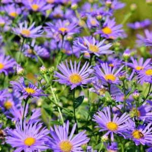 Purple Blue Aster Plants 4-Pack 3-4 Inches Fall Blooming Flowers