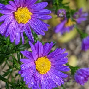 Purple Blue Aster Plants 4-Pack 3-4 Inches Fall Blooming Flowers