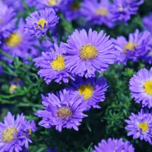 Thunderdome Aster Plants - Live Flower Plants - 3-5 Inches
