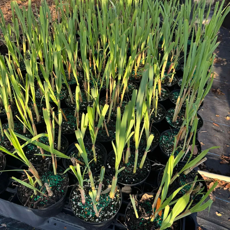 Lemongrass Plant - 8-10 Inch in Gallon Pot - Fresh Herb