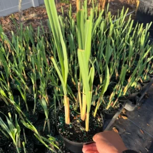 Lemongrass Plant in Gallon Pot - Culinary Herb - Live Plant