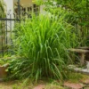 Lemongrass Plant in Gallon Pot - Culinary Herb - Live Plant